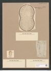 Surirella fastuosa var. lata (W. Sm.) W. H. (de-Toni-Nr.: Genus 53, Species 2276) Zeichnungen Sammlung Grunow Nr. 4731 (NHMW-BOT-W0372830)